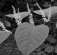 Japanese Knotweed Control